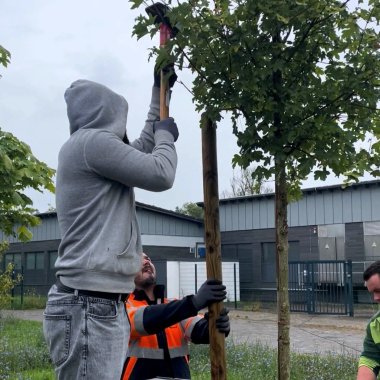 Ein Azubis klopft den Baum fest in die Erde, ein anderer hält den Stamm. 