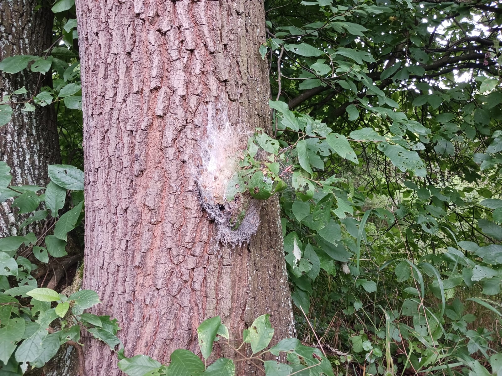 Eichenprozessionsspinner An einem Baumstamm ist das weiße Gespinst des Eichenprozessionsspinners zu sehen.