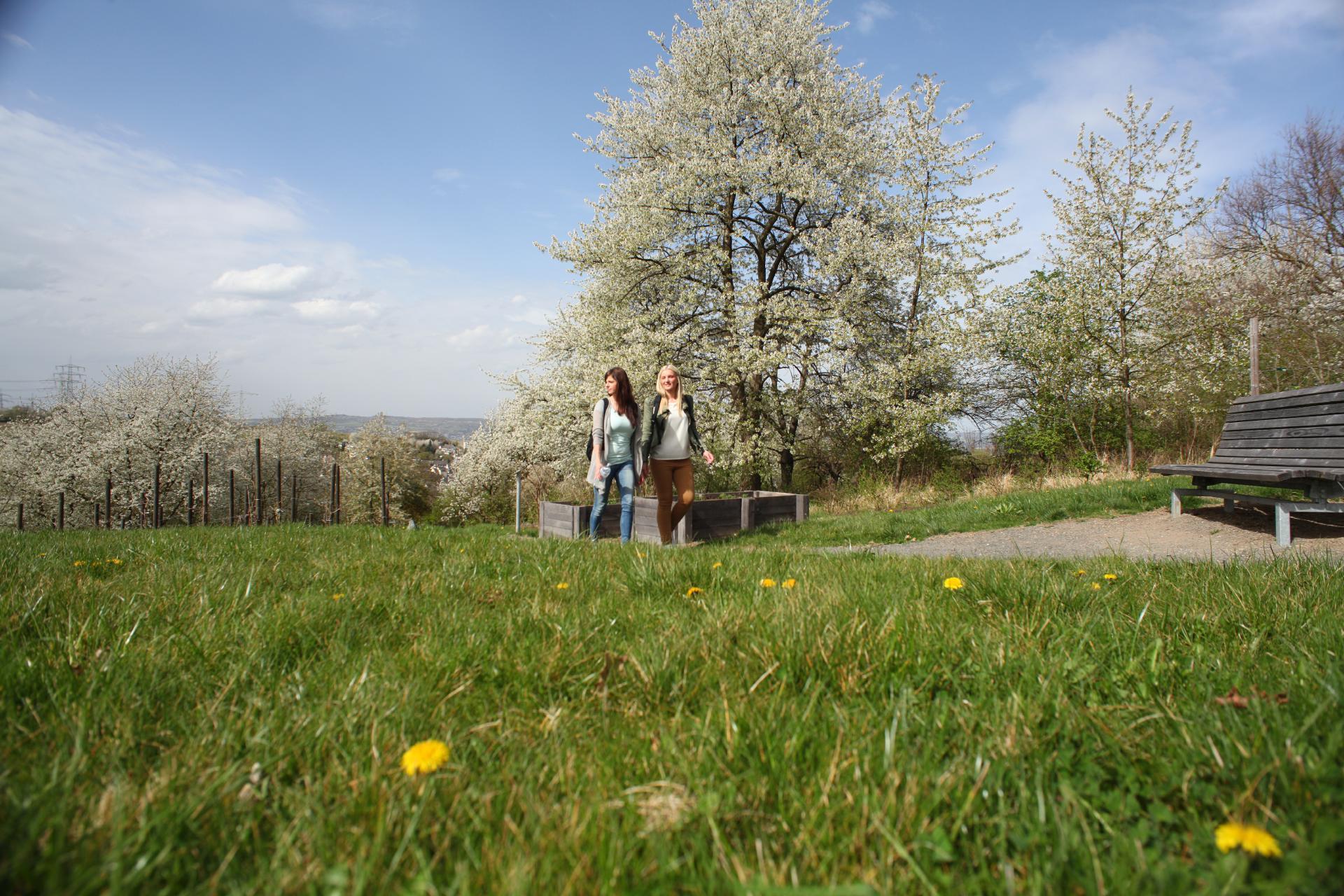 Streuobstwiesenweg Zwei junge Frauen laufen im Sonnenschein über einen Weg an blühenden Obstbäumen vorbei.