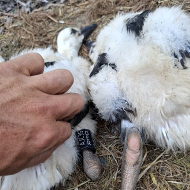 Weißstörche Beringung Ein Jungstorch bekommt einen Ring mit GPS-Sender angelegt.