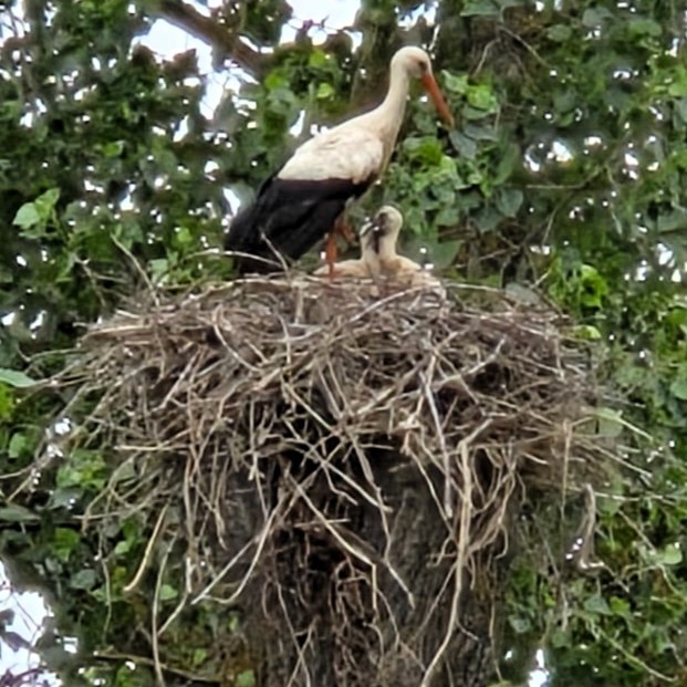 Weißstörche Foto Im Horst sitzt ein Altvogel mit zwei Jungstörchen.