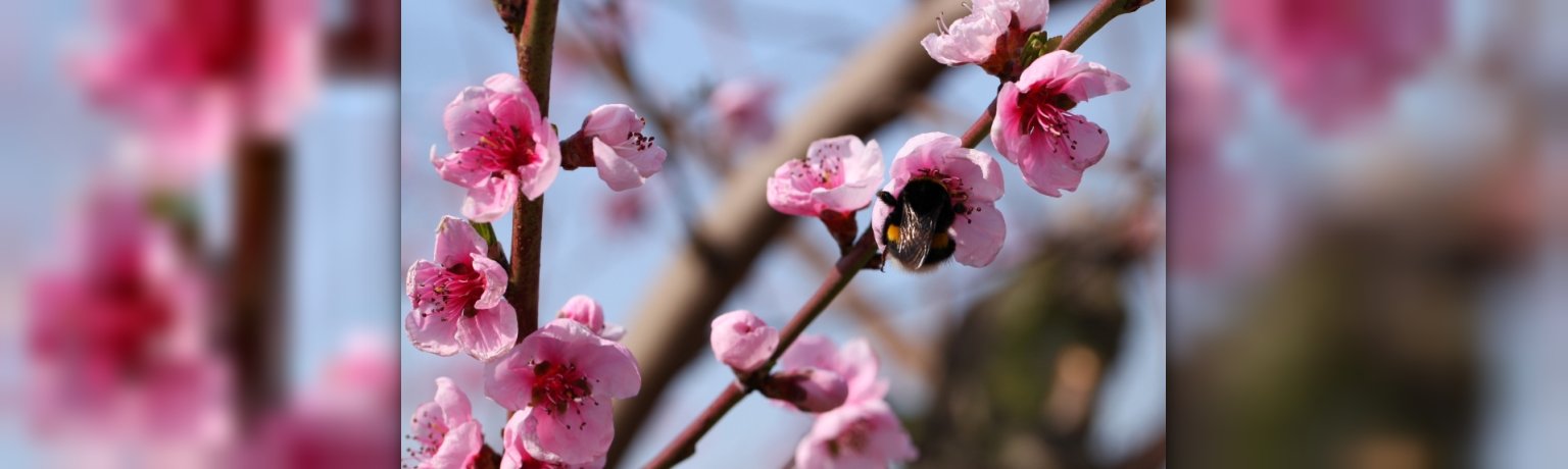 Prirsichblüte Pfirsichbaumäste mit Blüte und einer Hummel,